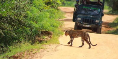 Yala National Park Sharing Safari (5 Hours)