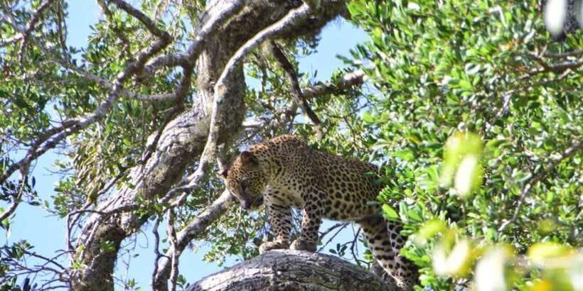 Yala National Park Sharing Safari (5 Hours) - Sloth bears and elephants: more than the headline animals