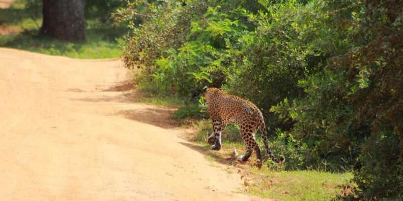 Yala National Park Sharing Safari (5 Hours) - What the habitats change in your chances