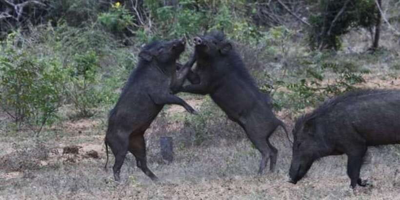 Yala National Park Sharing Safari (5 Hours) - Timing options: 5am morning vs 2pm afternoon