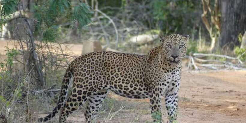 Yala National Park Sharing Safari (5 Hours) - Food, water, and what to pack for comfort