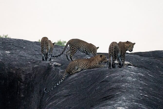 Yala National Park special Half-Day & Full-Day Safari Adventure - Key things to know before you go