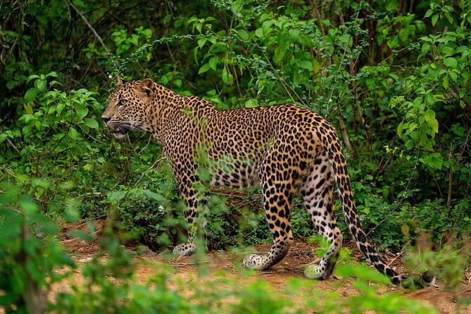 Yala National Park special Half-Day & Full-Day Safari Adventure - The guide team that helps you see more: Dilhara, Hestha, Sampath, Janith, Shehan, Priyan
