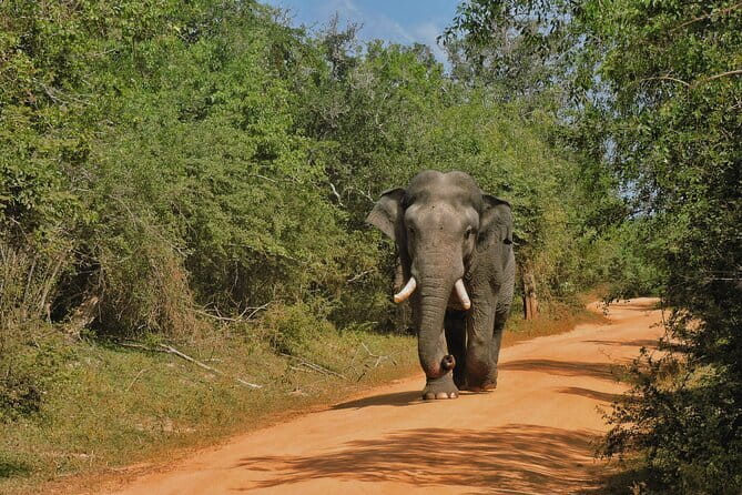 Yala National Park special Half-Day & Full-Day Safari Adventure - Your safari jeep setup: comfort, 4x4 handling, and small-group value