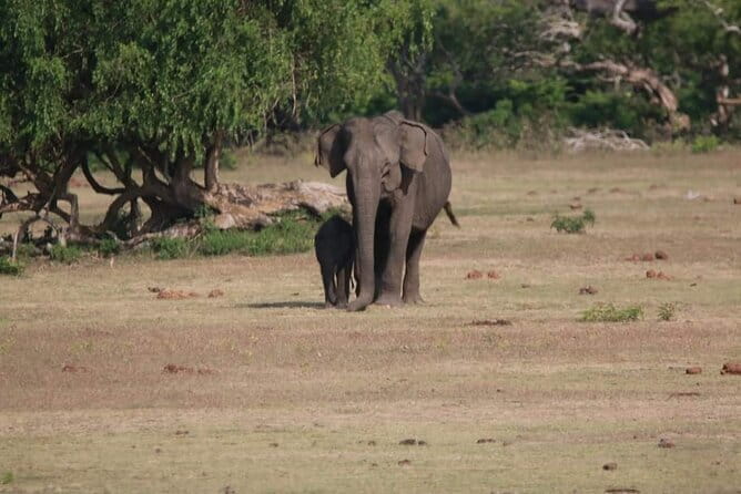 Yala National Park Tour From Hambantota Port - From Hambantota Port to Yala, Pickup That Respects Cruise Timetables
