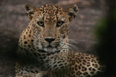 Yala National Park Tour From Hambantota Port