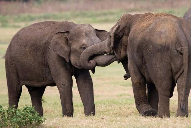 Yala National Park Tour From Hambantota Port - Who This Yala Safari From Hambantota Port Fits Best