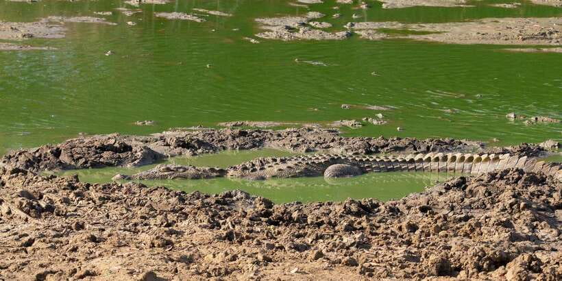 Yala National Park Wildlife safari from Mirissa - Who this safari suits best