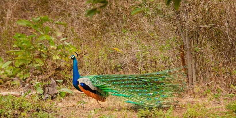 Yala National Park Wildlife safari from Mirissa - Yala from Mirissa: how the 7-hour day is paced
