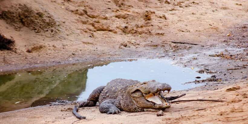 Yala National Park Wildlife safari from Mirissa - Inside the 3-hour jeep safari: what you’ll do and how you’ll feel