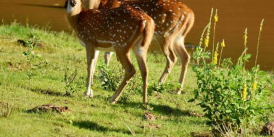 Yala National Park Wildlife safari from Mirissa
