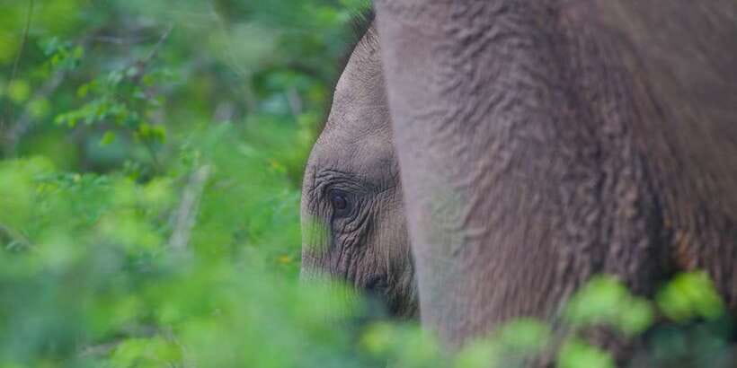 Yala National Park Wildlife safari from Mirissa - Elephants, sloth bears, crocodiles, and the bird list you can actually use