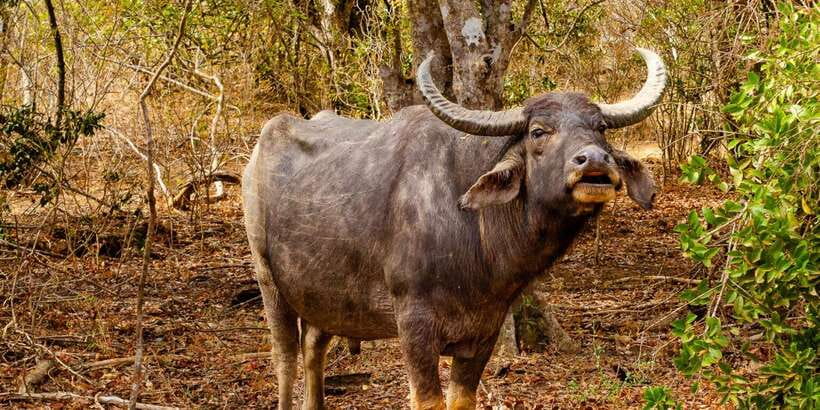 Yala National Park Wildlife safari from Mirissa - What to bring for Yala: binoculars, rain gear, and insect defense