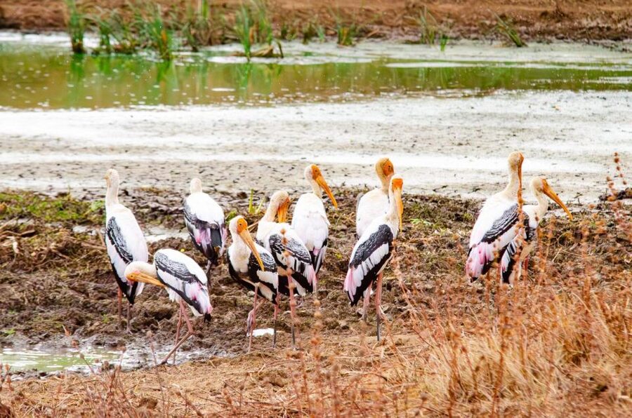 Yala National Park Wildlife safari from Mirissa - Price and value: what $120 covers, and what it doesn’t