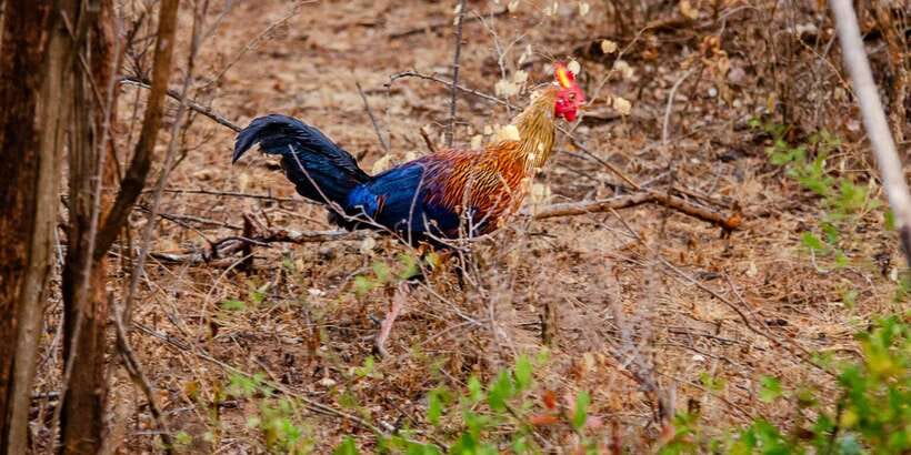 Yala National Park Wildlife safari from Mirissa - Weather, timing, and guide styles that affect your day