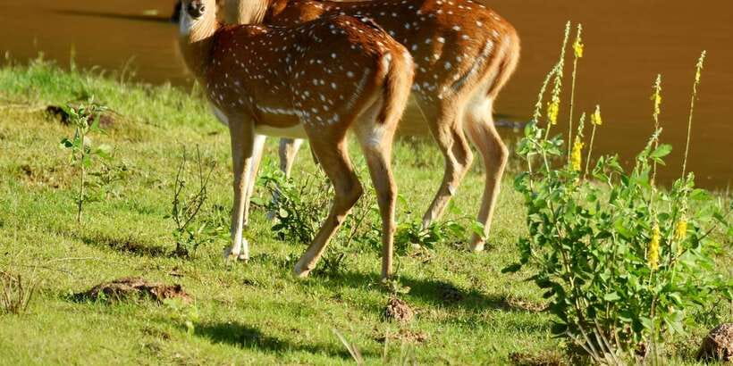 Yala National Park Wildlife safari from Mirissa - Leopard odds in Yala: how to think about spotting