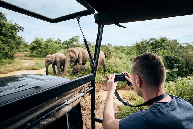 Yala National Park Wildlife Safari/ Game Drive - by Ajith Safari - Golden hours at Yala: why timing changes everything