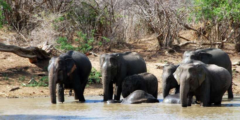 Yala: Private Safari Day Trip with Lunch & Entry Fees - Key takeaways before you go