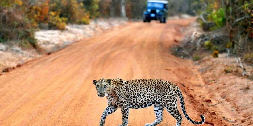 Yala: Private Safari Day Trip with Lunch & Entry Fees - Yala in One Day: How This Private Safari Really Plays Out