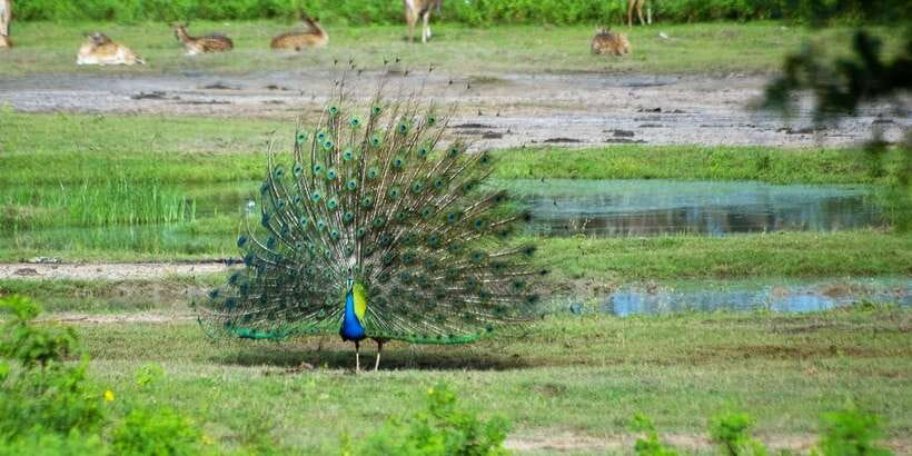 Yala: Private Safari Day Trip with Lunch & Entry Fees - What Wildlife Chances Look Like (Leopard, Bear, Crocodile, and More)