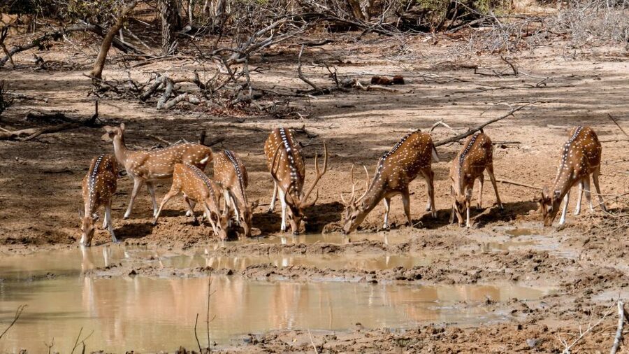 Yala: Private Safari Day Trip with Lunch & Entry Fees - Lunch in a Local Restaurant: More Than a Break