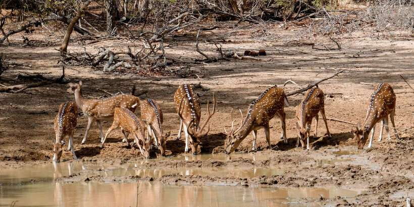 Yala: Private Safari Day Trip with Lunch & Entry Fees - How Long the Whole Day Feels (And Where the Time Goes)
