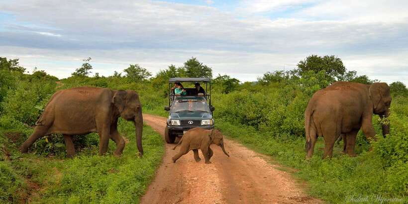 Yala: Private Safari Day Trip with Lunch & Entry Fees - Morning vs Evening Jeep Safari Windows (What Changes for You)