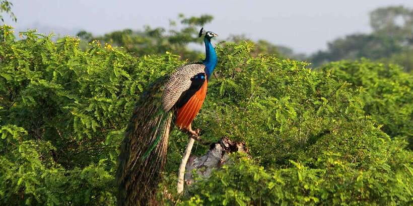 Yala Private Safari - Half Day or Full Day with Picnic Lunch - Key highlights you’ll feel on the ground