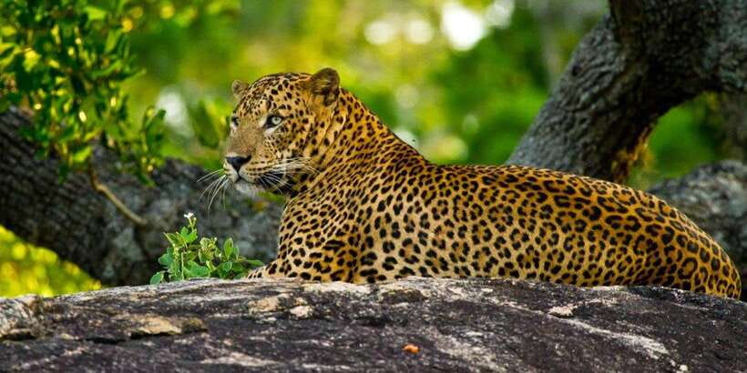 Yala Private Safari - Half Day or Full Day with Picnic Lunch - Your private jeep: the difference between seeing wildlife and just driving