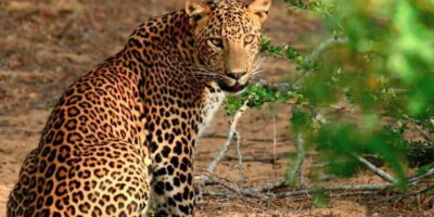 Yala Private Safari – Half Day or Full Day with Picnic Lunch