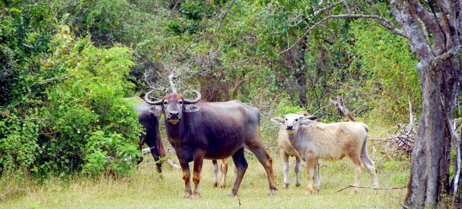Yala Private Safari - Half Day or Full Day with Picnic Lunch - Half-day safari (3 to 4 hours): best when you want efficiency