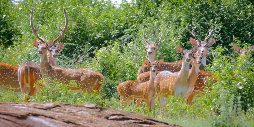 Yala Private Safari - Half Day or Full Day with Picnic Lunch - Full-day safari with picnic lunch: why it is the smarter use of time