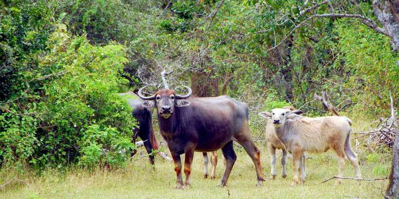 Yala Private Safari - Half Day or Full Day with Picnic Lunch - Where pickup and drop-off help you (a lot)