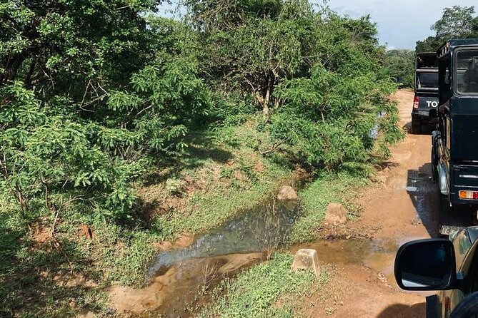 Yala Private Safari Jeep Half Day - Yala Private Safari Jeep Half Day, What It Really Gives You
