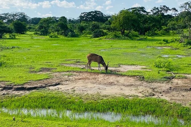 Yala Private Safari Jeep Half Day - How the Safari Day Starts at Yala National Park