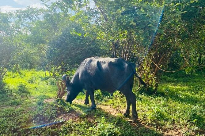 Yala Private Safari Jeep Half Day - Price and Value for a Private Jeep (Not Just a Random Safari)