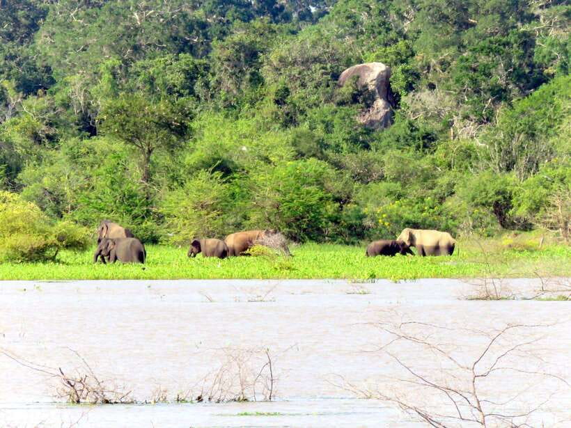 Yala Safari : 7 hour & 12 hour Tours - Price and value: about $19 plus park entrance tickets