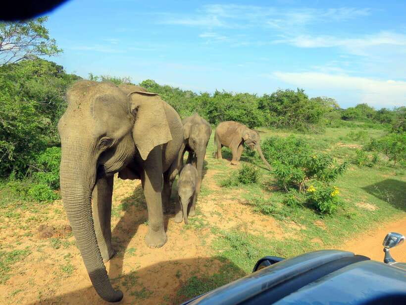 Yala Safari : 7 hour & 12 hour Tours - Tips to make your leopard and bird odds better