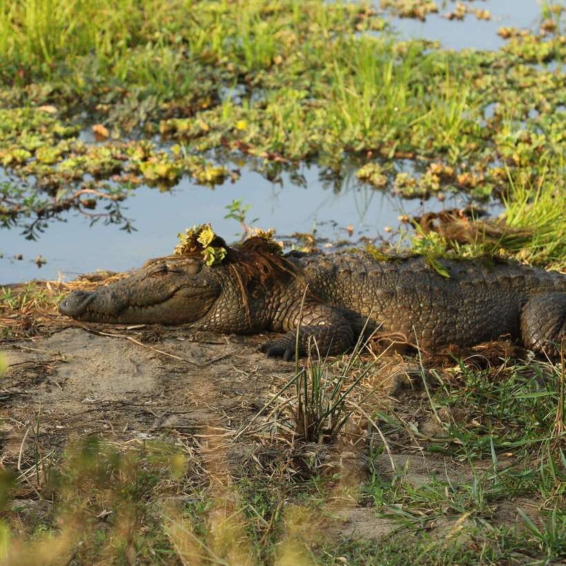 Yala Safari : 7 hour & 12 hour Tours - Pickup and the early start from Weerawila, Tissamaharama, Kataragama, and more