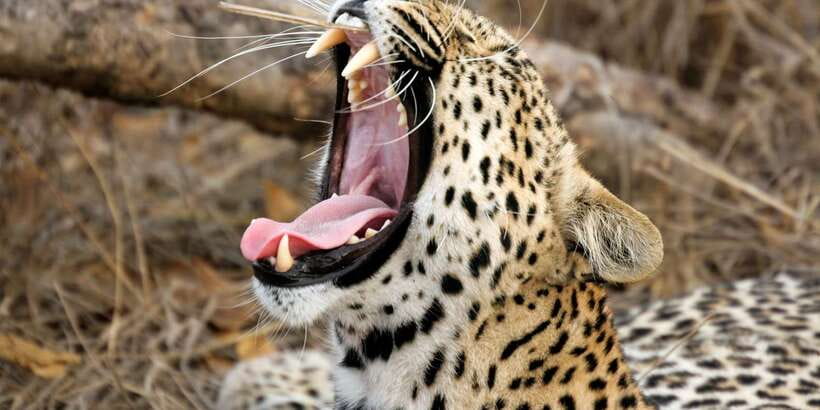 Yala Safari All-Inclusive Package with Convenient Pick Up - Why Yala Safari Fits So Well Into One Day