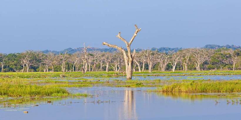 Yala Safari All-Inclusive Package with Convenient Pick Up - FAQ