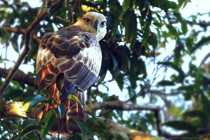 Yala Safari by Yala Safari Wonders - Yala Safari Wonders in Southern Sri Lanka: what a guided 4 hours really means