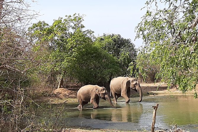 Yala Safari by Yala Safari Wonders - How spotting works here: more than scanning, it’s coordination