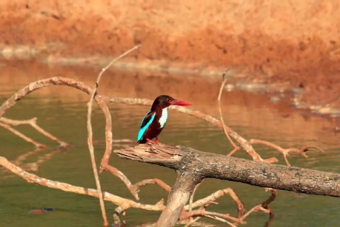 Yala Safari by Yala Safari Wonders - Animals you can realistically expect to look for