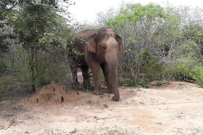 Yala Safari by Yala Safari Wonders - Price and value: how a $48 safari adds up