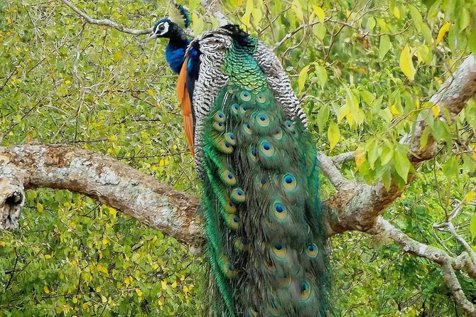 Yala Safari by Yala Safari Wonders - Small touches that make the experience feel personal