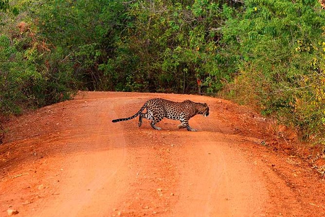 Yala Safari Day Trip from Bentota/ Kalutara/ Ahungalla/ Hikkaduwa - Key Highlights You’ll Care About