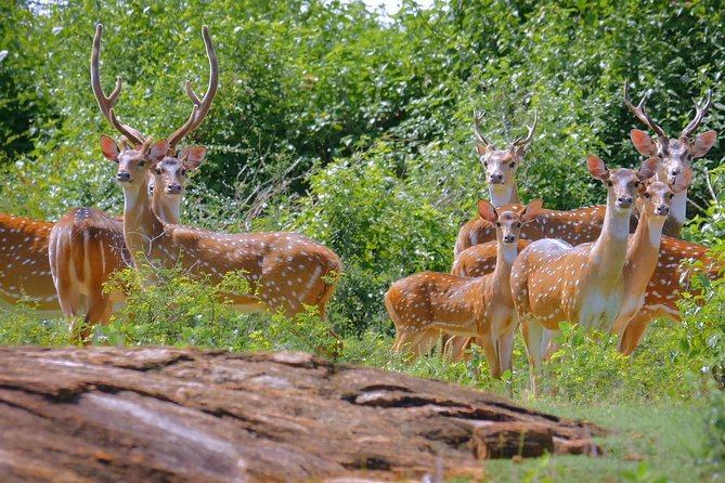 Yala Safari Day Trip from Bentota/ Kalutara/ Ahungalla/ Hikkaduwa - Why This Yala Safari Works So Well From Bentota