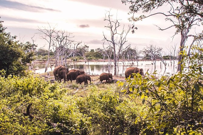 Yala Safari Day Trip from Bentota/ Kalutara/ Ahungalla/ Hikkaduwa - The Drive Meets the Safari Rhythm
