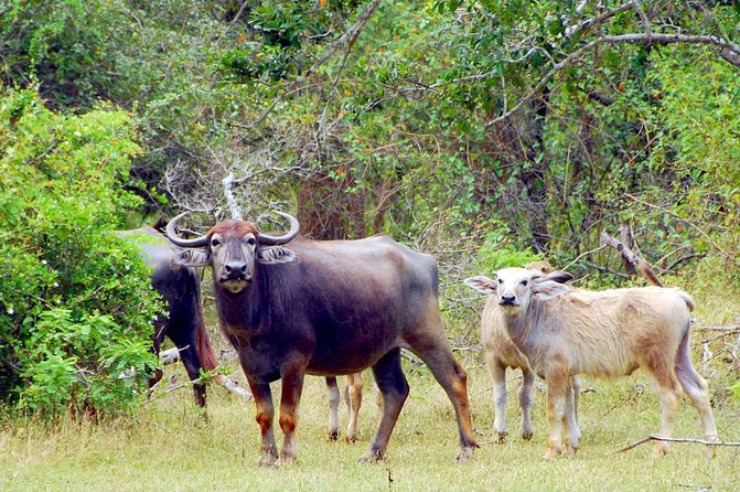 Yala Safari Day Trip from Bentota/ Kalutara/ Ahungalla/ Hikkaduwa - Lunch and Bottled Water: The Comfort Break You’ll Appreciate
